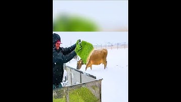 Feeding Cattle Fresh Wheatgrass in Winter | Hydroponic Fodder Farm in Action!