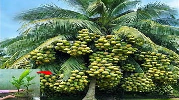 Unique​ Technique : Grafting Technique Makes Coconuts Grow Faster and Bear More Fruit