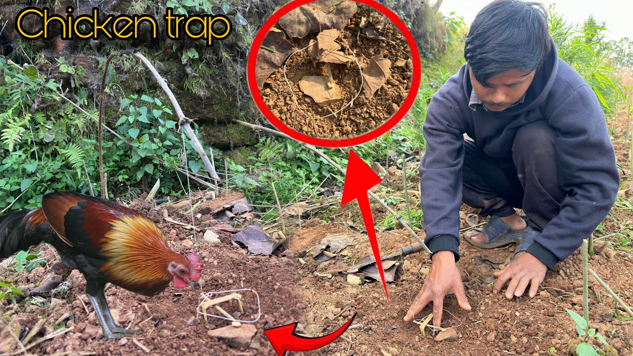 Chicken Trap Python Traditional skills.how to make wild chicken traps 🪤 - YouTube