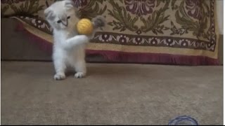 Scottish Fold Cat / Котёнок играется с мячиком