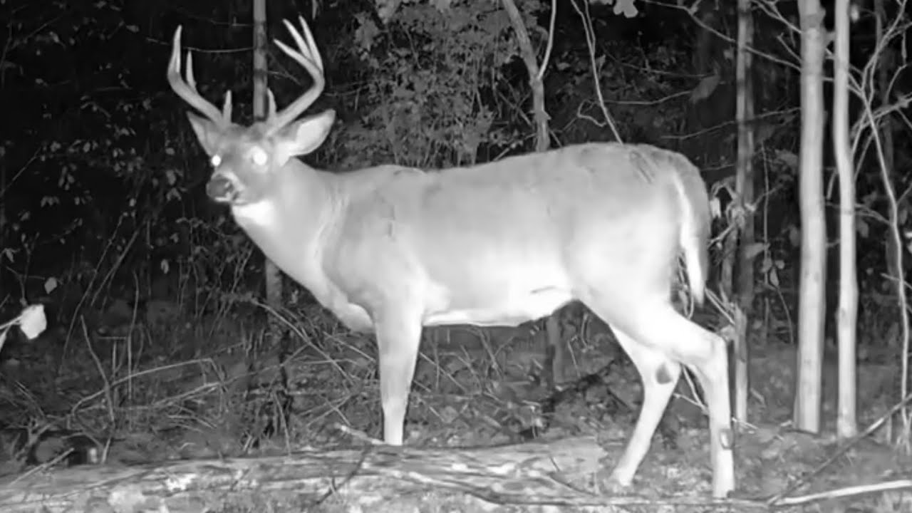 Big Buck - Mid October 2025