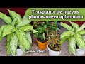 TRASPLANTE DE MIS NUEVAS PLANTAS AGLAONEMA  Y OTRAS NIÑAS/Liliana Muñoz