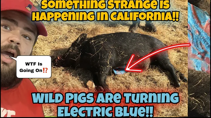 POISON! Pigs Turning Blue In California PESTICIDES Blamed After Alarming Discovery !!!