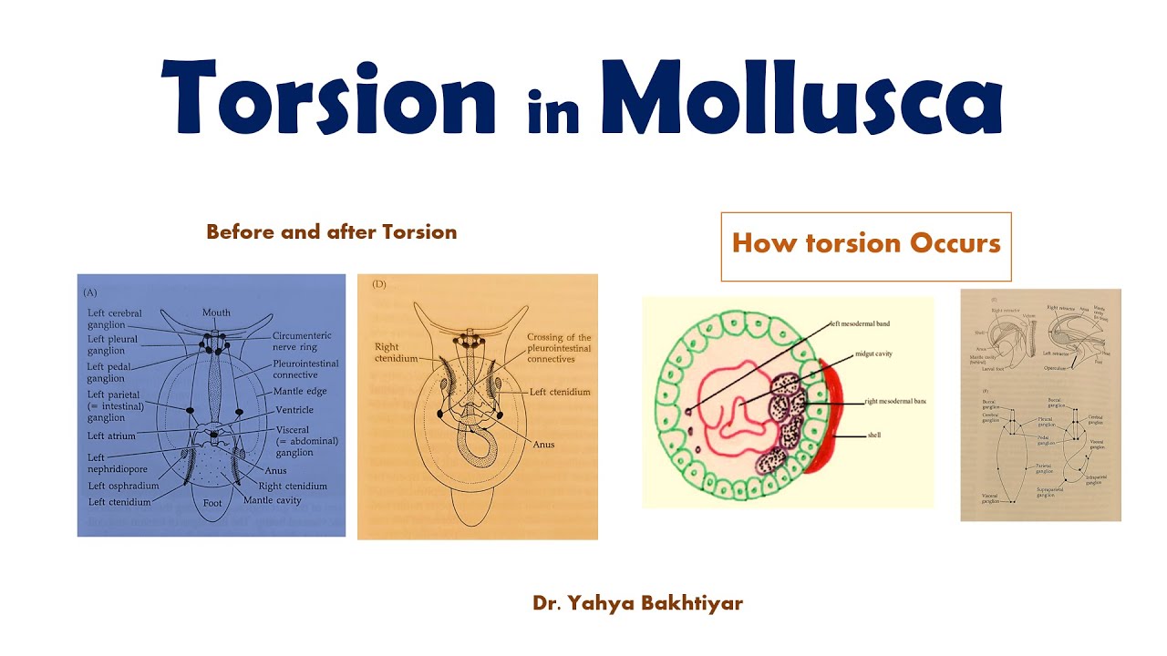 26 Torsion in Mollusca //How Torsion Occurs// Significance of Torsion; Views for and against Torsion