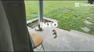 My Cat Killed Her First Squirrel