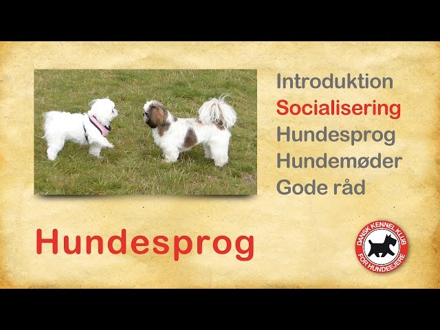 Hundesprog 2 Socialisering - YouTube
