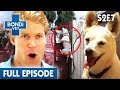 Tiny Dog Scales Huge Brick Wall! | Bondi Vet Season 2 Ep7 | Bondi Vet Full Episodes | Bondi Vet