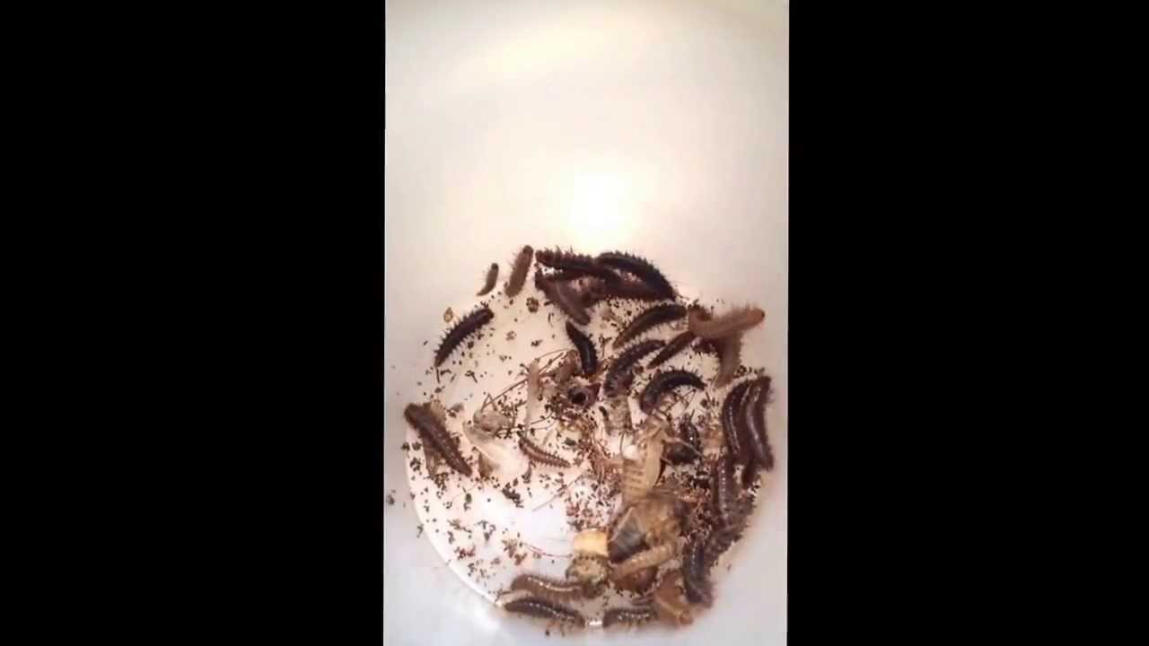 Dermestid Beetle Larvae YouTube