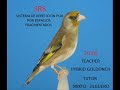 cd mixto jilguero, hybrid goldfinch