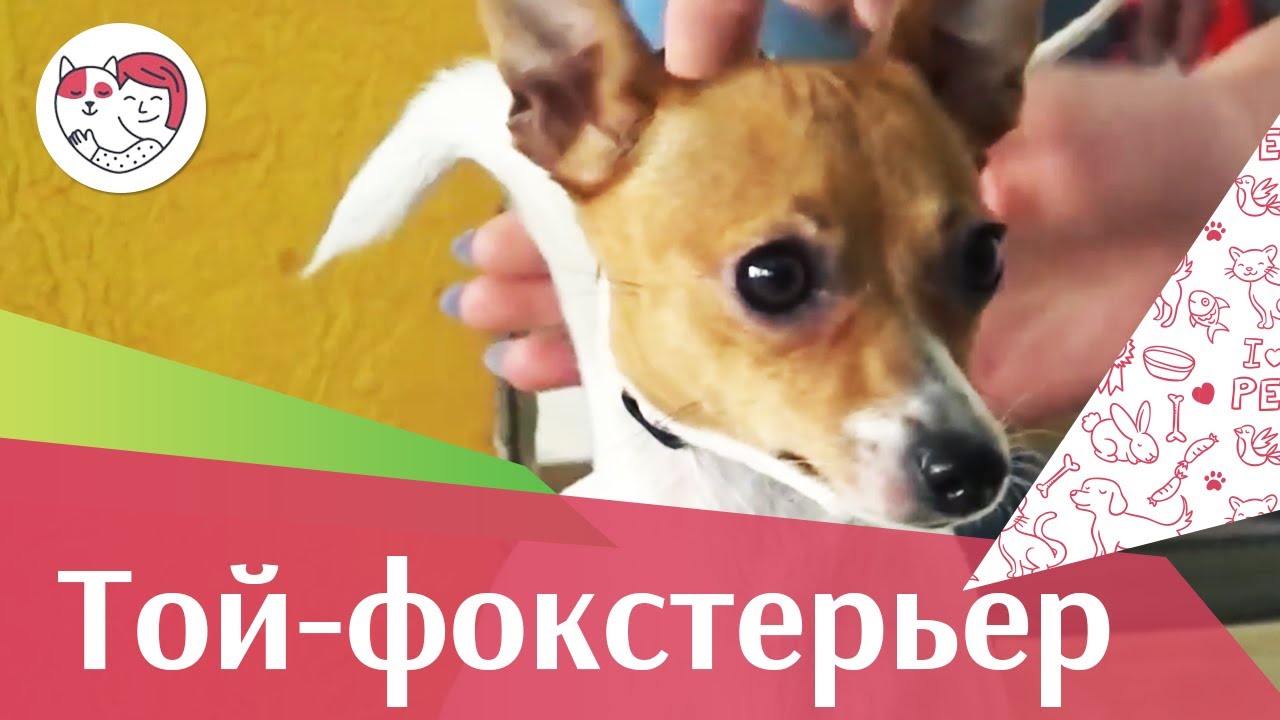 Той фокстерьер на ilikepet. Особенности породы, уход