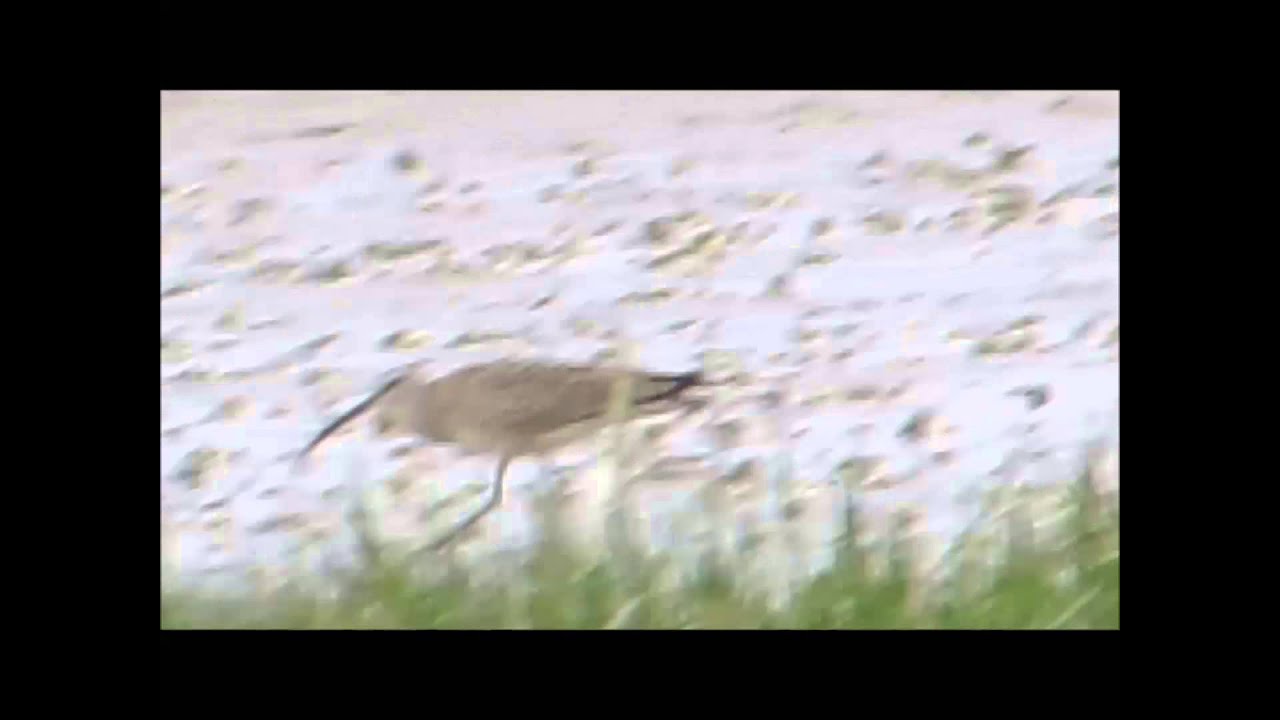 Hudsonian Whimbrel, Church Norton, 12/6/15 