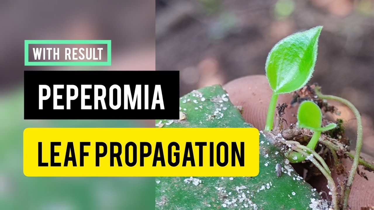 PEPEROMIA LEAF PROPAGATION - YouTube