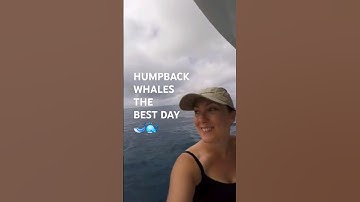 Humpback Whales Boat Adventure Australia #whales #ocean #sea #bestday #shorts