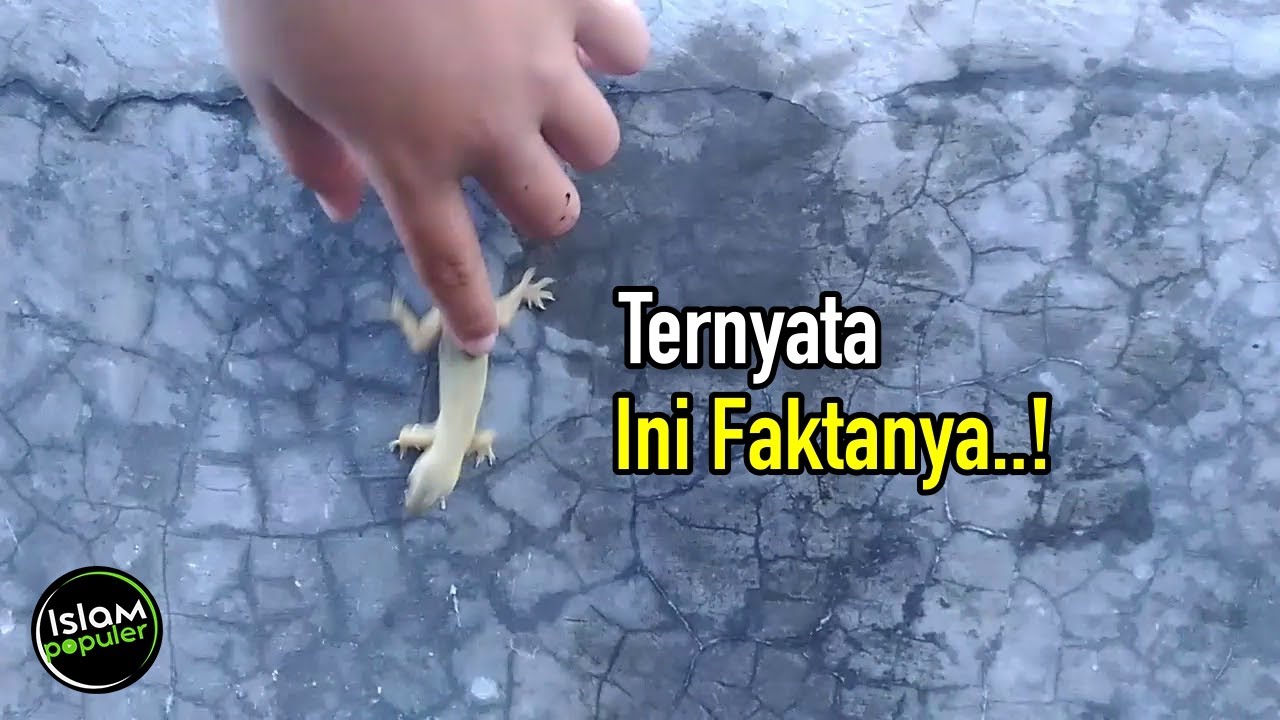 Kenapa nyamuk diciptakan