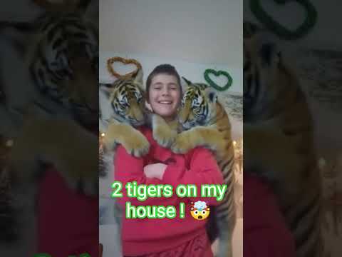 I have 2 tigers on my house ! 🤯