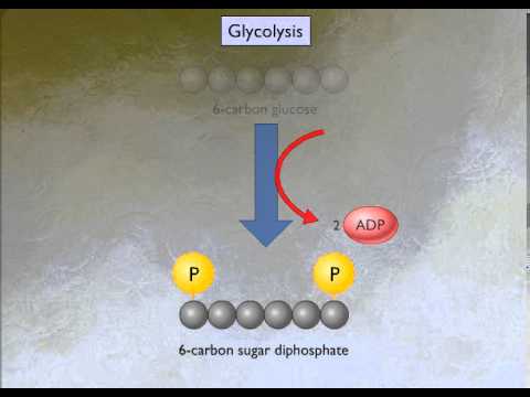 how glycolysis works youtube how glycolysis works