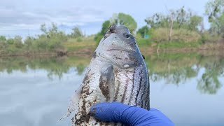 Feather River Striper Fishing 4/14/2024