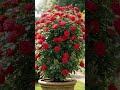 Beautiful roses