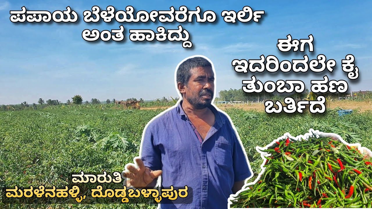 CHILLI inter-cropping with PAPAYA | ದೊಡ್ಡಬಳ್ಳಾಪುರ-ಮರಳೇನಹಳ್ಳಿ | ಪಪಾಯ ಜೊತೆ ಮೆಣಸಿನಕಾಯಿ ಅಂತರ ಬೆಳೆ |