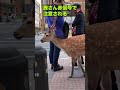 鹿さん赤信号で注意される