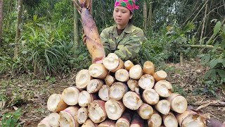 Lytieubach today continues to dig bamboo shoots to sell