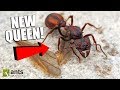 Looking For Queen Ants