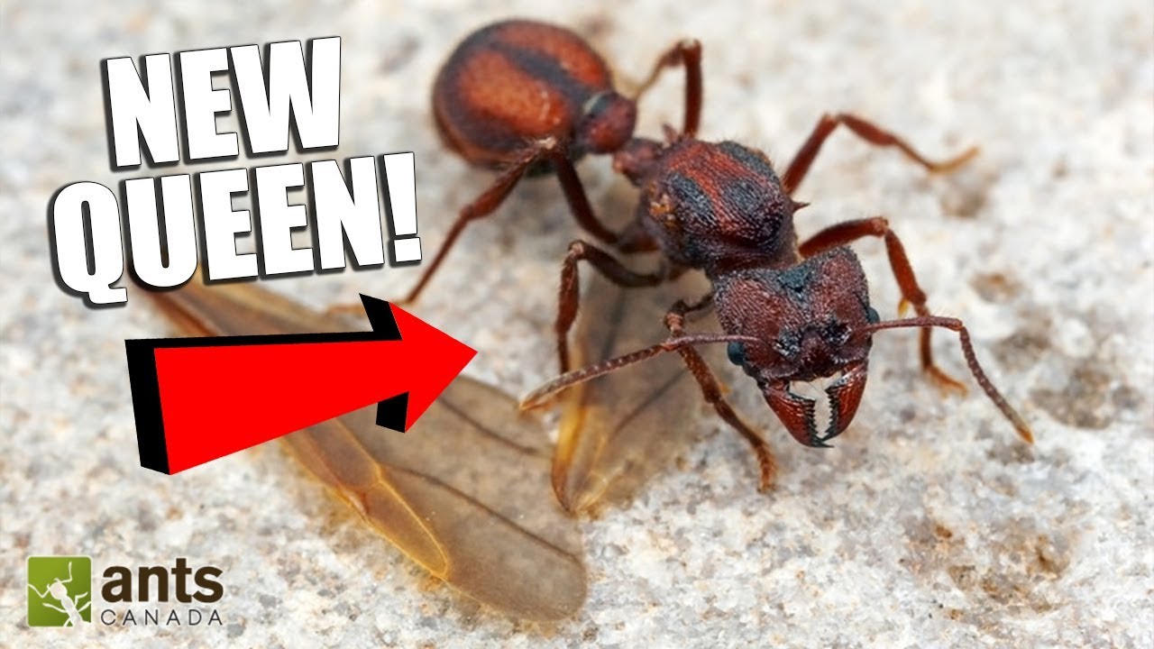 Looking For Queen Ants Youtube