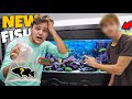 Letting My SUBSCRIBER Pick out ANY FISH for My AQUARIUMS!! (crazy)