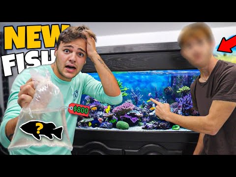 Letting My SUBSCRIBER Pick out ANY FISH for My AQUARIUMS!! (crazy)