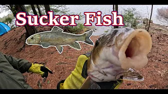 Sucker Fish and Wilderness | Fishing Rain Lake, Algonquin Ontario