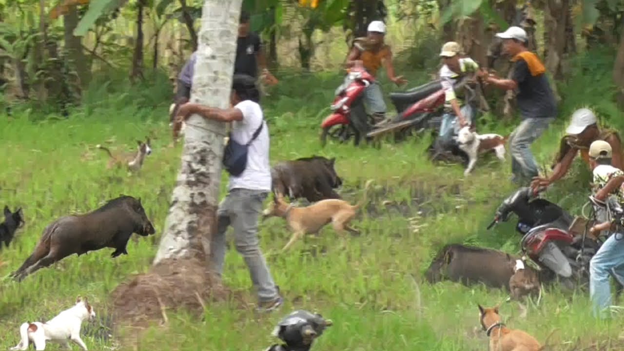 Babi Hutan Brutal Tabrak Lari Motor di Kurai Taji Pariaman || Wild Boar Hunting || Amazing ||