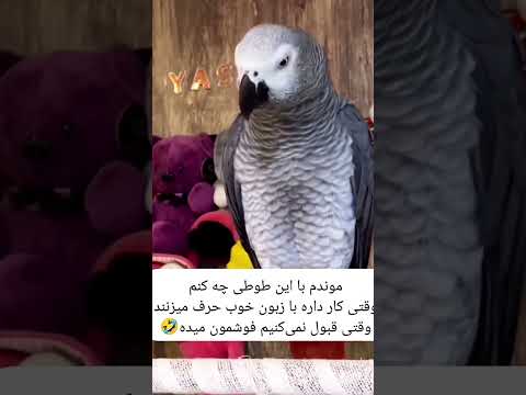 ببرش حموم میخواد بچه پرنده Birds طوطی Parrot عروس هلندی Shorts Pets