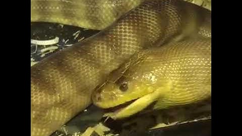 Time lapse of a woma python eating a frog leg