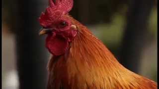 Rooster Crow
