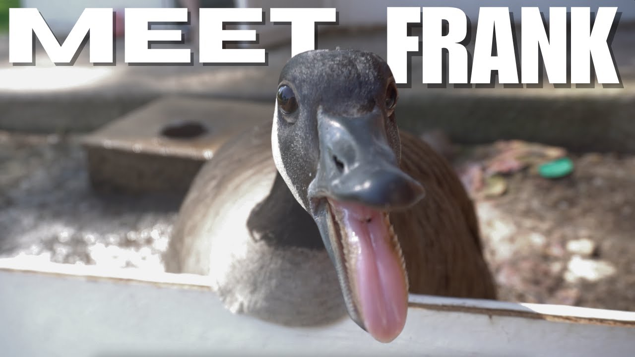 НЕ связывайтесь с *КАНАДСКИМИ ГУСЯМИ* #canadagoose