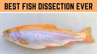 BEST Bony Fish Anatomy and Fish Dissection Rainbow Trout Biology, Trout Dissection