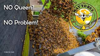 Queenless Honey Bee Colony gets a boost in numbers.