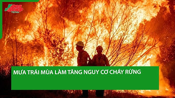 Mưa trái mùa làm tăng nguy cơ cháy rừng