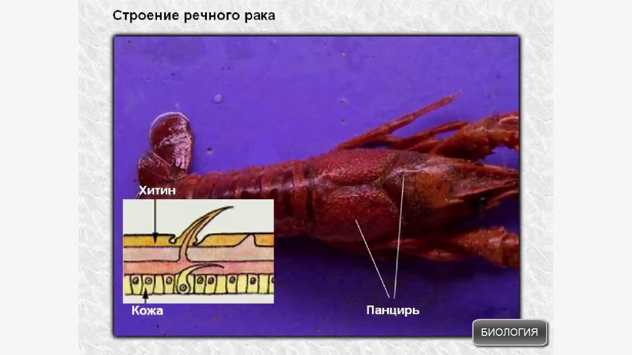 Строение ракообразных на примере речного рака