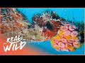 The Parasitic Sea Worm Devastating Florida's Coral Reefs | Changing Seas | Real Wild