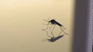 Mosquito 2 Stock Footage | Creative Commons Central