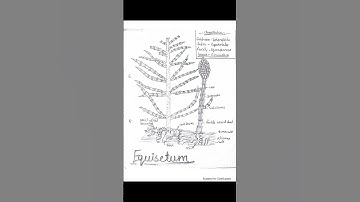 Bsc second semester botany file practical #shortvideo #