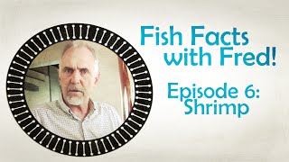 Fish Facts with Fred! Episode 6: Shrimp