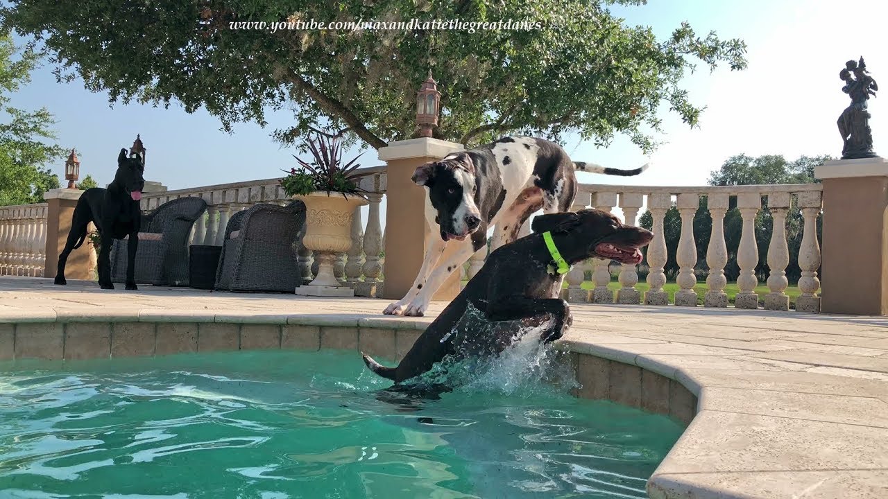 Great Danes Have Fun With Water Loving GSP Pointer Dog YouTube