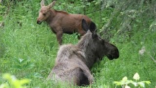 MOOSE HUNTING! Охота на лося с собакой