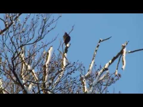 Video: Een Boom Die Vogels Doodt - Alternatieve Mening