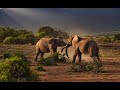 Nature documentary  the wilderness  wild planet 1080p