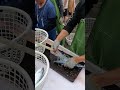 Viral Moment! The Most Satisfying Sight First Hand Live Amberjack Harvest and Instant Processing! 粉鳥