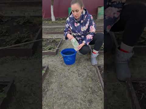 Первая подкормка озимого