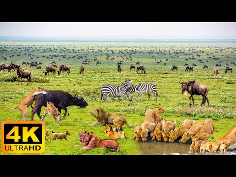 Video: Národný park Masai Mara je najznámejšou prírodnou rezerváciou v Keni. Obsahuje Masai Mara